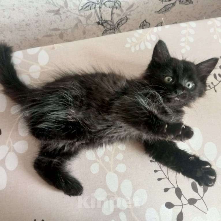 Кошки в других городах Приморского края: Отдам в добрые руки Мальчик, Бесплатно - фото 2