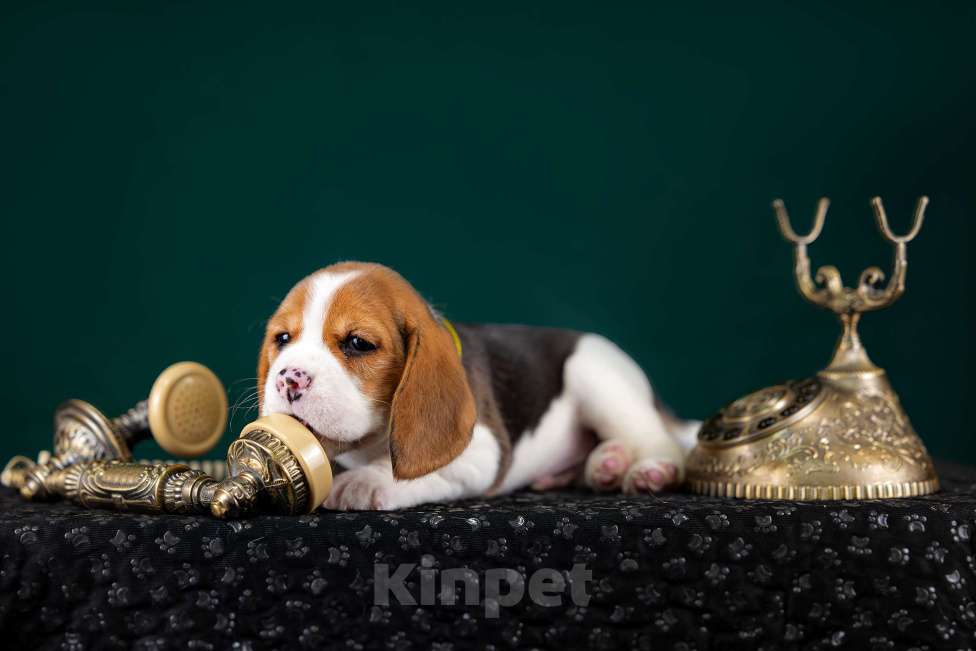 Собаки в Москве: Щенок Бигль, питомник РКФ Мальчик, 60 000 руб. - фото 10