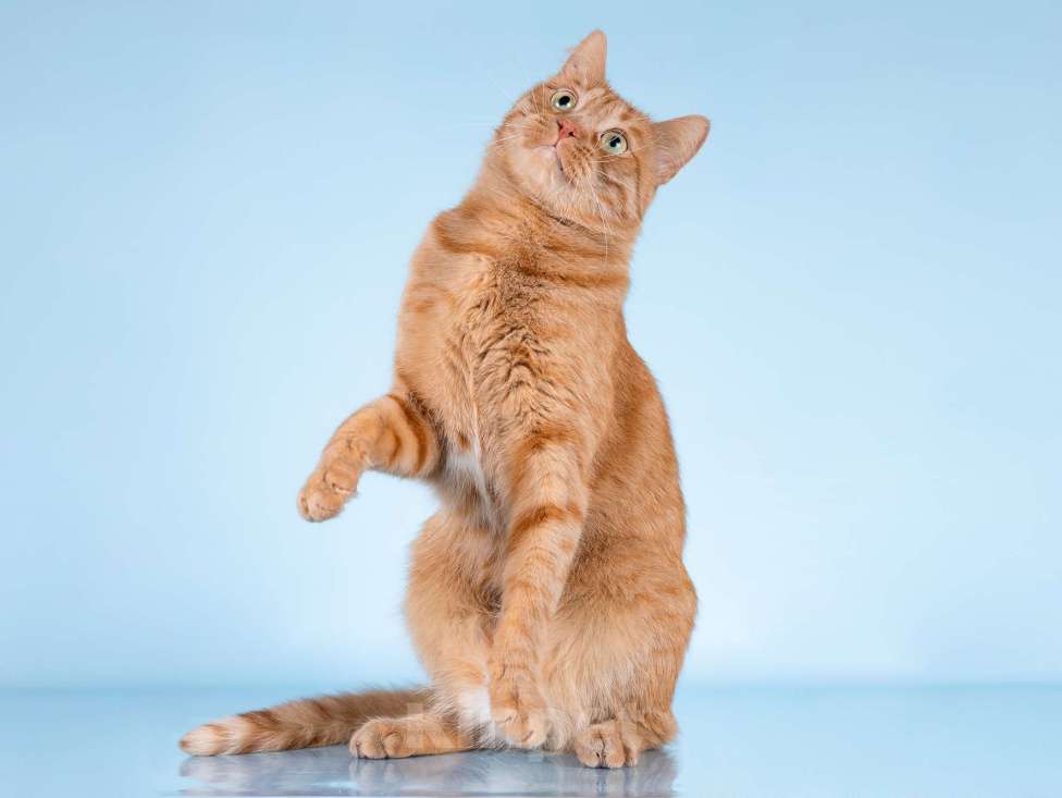 Кошки в Москве: Ярко-рыжий ласковый кот Персей в добрые руки Мальчик, Бесплатно - фото 8