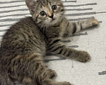 Кошки в Москве: Котенок в добрые руки Девочка, Бесплатно - фото 9