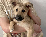 Собаки в Москве: Очаровательный блондин Бади, ласковый и умный щенок в добрые руки Мальчик, 10 руб. - фото 1