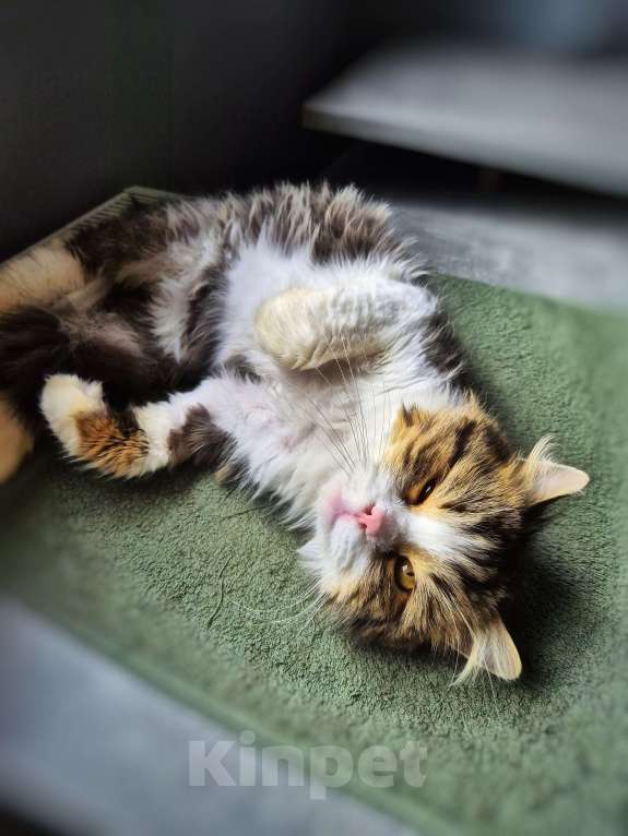 Кошки в Краснодаре: Котик Барс Мальчик, Бесплатно - фото 4