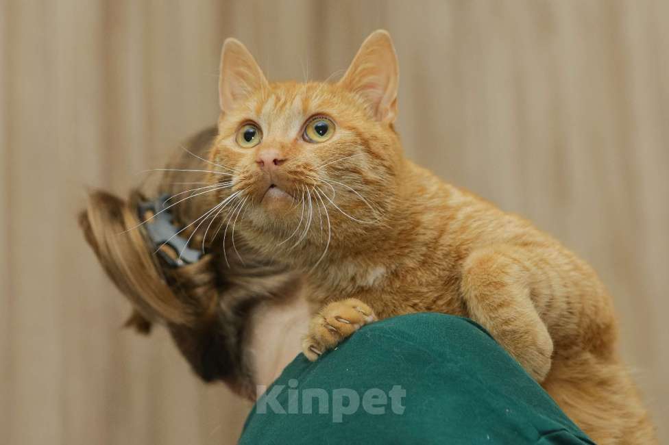 Кошки в Санкт-Петербурге: Шикарный рыжий Крашик в добрые ручки Мальчик, Бесплатно - фото 2
