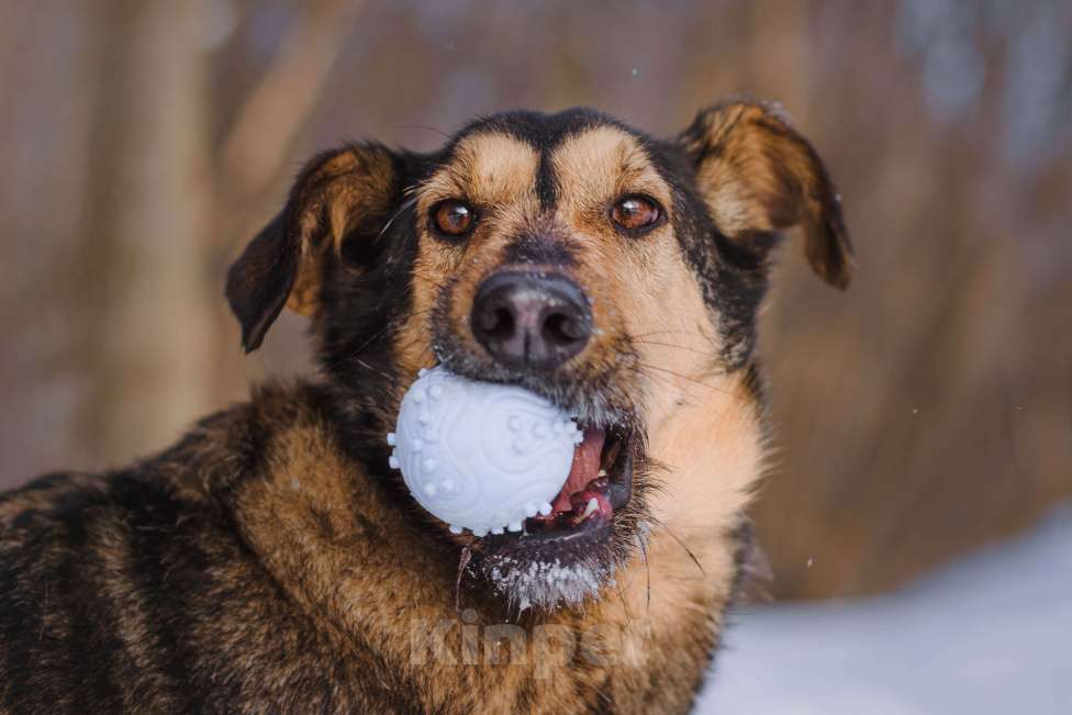 Собаки в Москве: Ника Девочка, Бесплатно - фото 5
