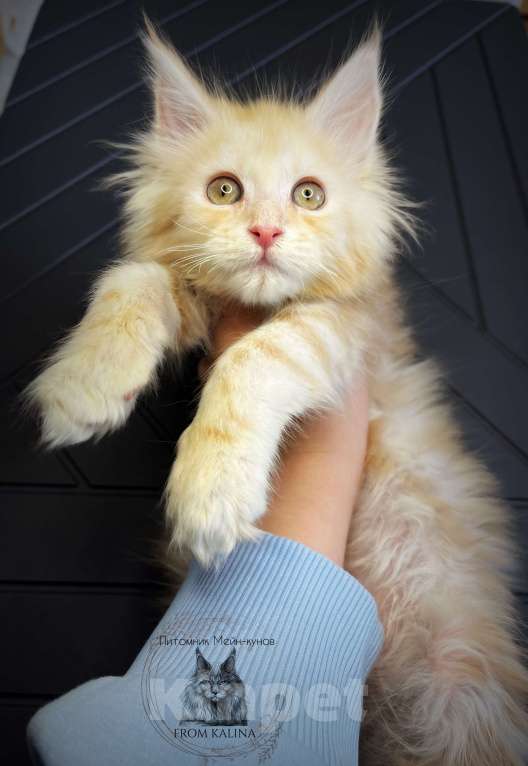 Кошки в Санкт-Петербурге: Котик красное серебро Мальчик, 30 000 руб. - фото 3