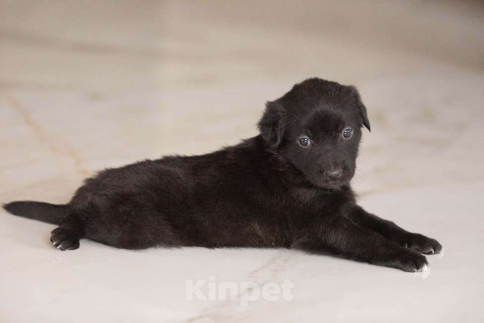 Собаки в Москве: Гришенька ждет маму и папу Мальчик, Бесплатно - фото 5