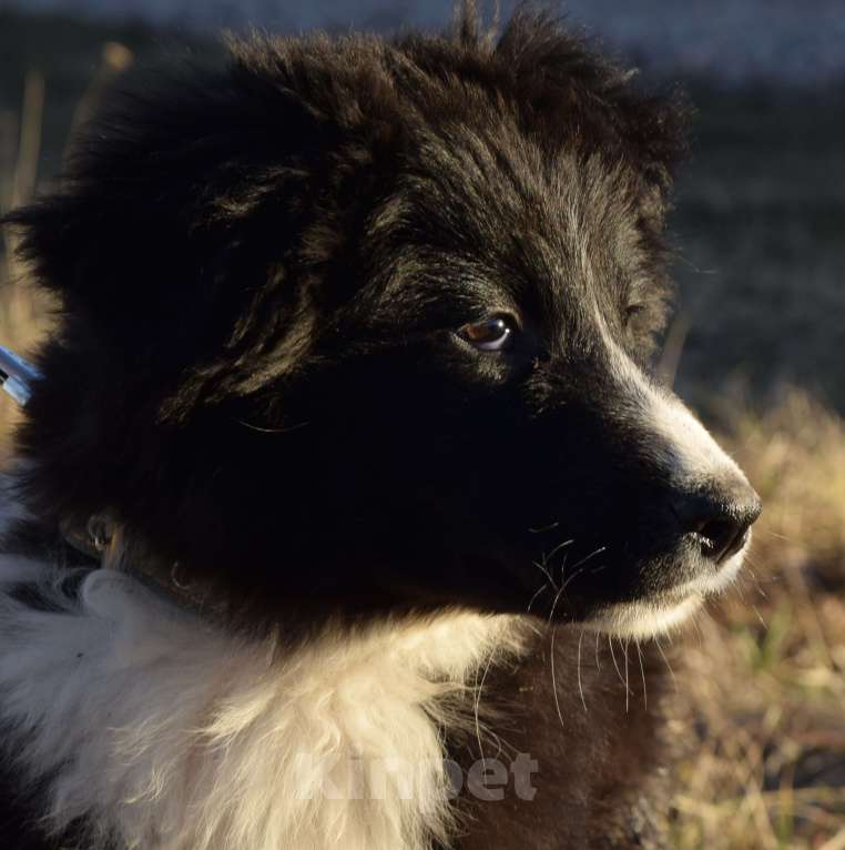 Собаки в Москве: Нежный малыш в поиске дома☺️ Мальчик, Бесплатно - фото 3