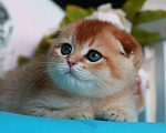Кошки в Москве: Золотая шиншилла с документами  Девочка, 40 000 руб. - фото 8