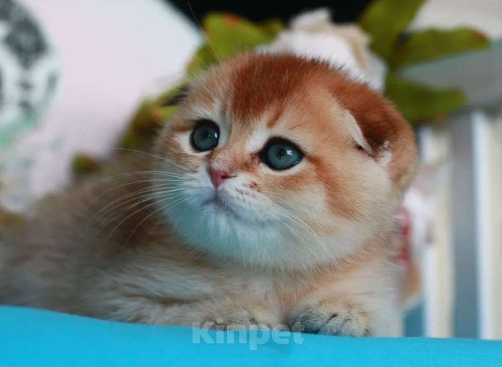 Кошки в Москве: Золотая шиншилла с документами  Девочка, 40 000 руб. - фото 8