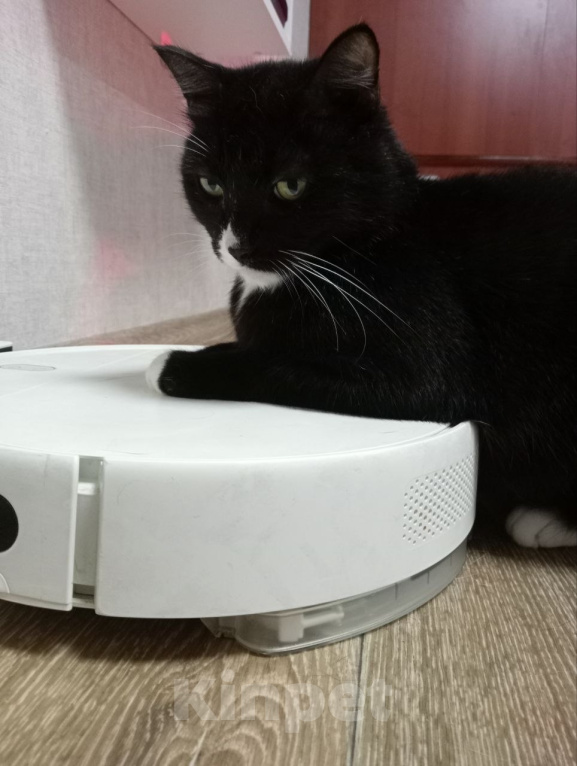 Кошки в Новосибирске: Котик в «смокинге» в самые добрые руки ❤️ Мальчик, Бесплатно - фото 4