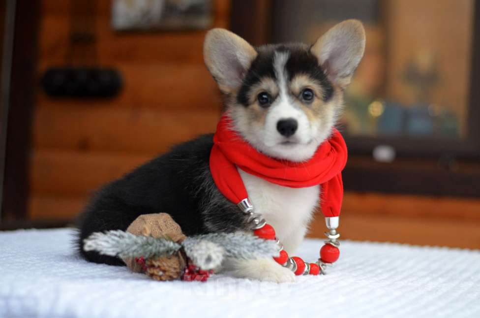 Собаки в Хотьково: Щенки вельш корги пемброк Мальчик, Бесплатно - фото 1