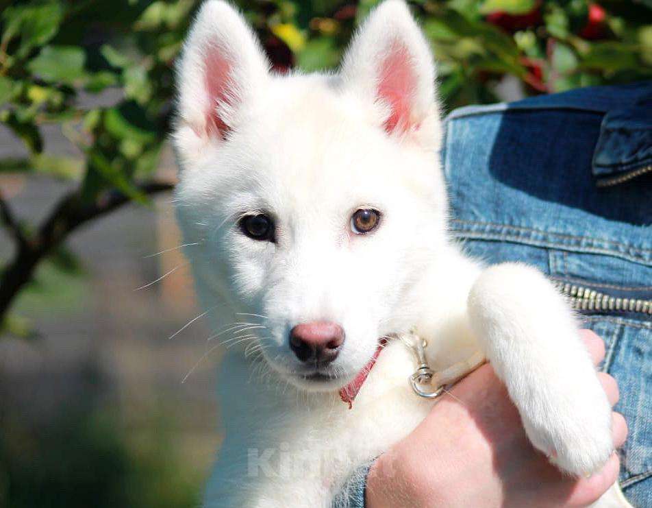 Собаки в Москве: Шикарная девочка хаски Девочка, 50 000 руб. - фото 2