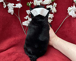 Собаки в Москве: Чёрный йорк мальчик стандарт бэби фейс Мальчик, 80 000 руб. - фото 5