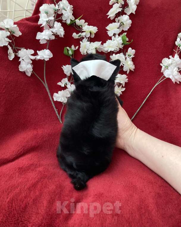 Собаки в Москве: Чёрный йорк мальчик стандарт бэби фейс Мальчик, 80 000 руб. - фото 5