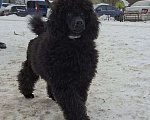 Собаки в Санкт-Петербурге: Пудель средний, сука черного окраса Девочка, 90 000 руб. - фото 7