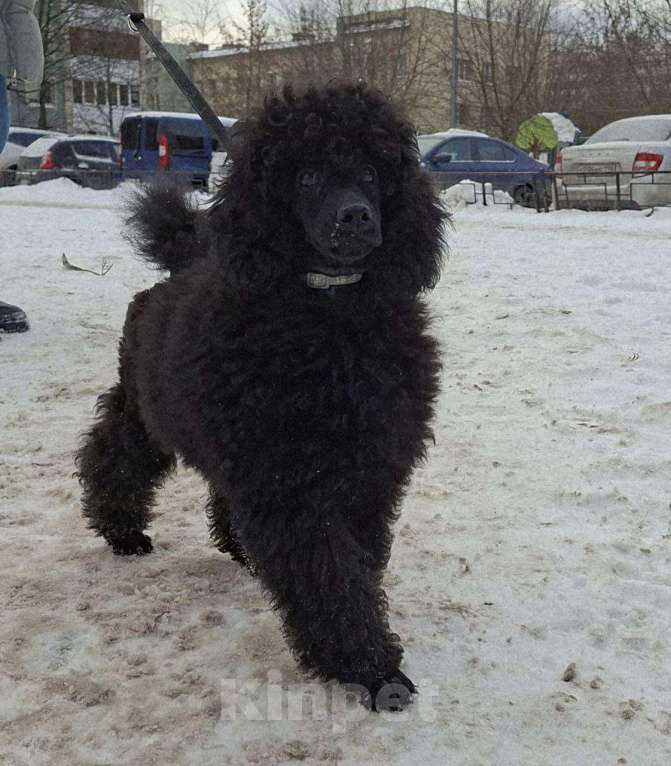 Собаки в Санкт-Петербурге: Пудель средний, сука черного окраса Девочка, 90 000 руб. - фото 7