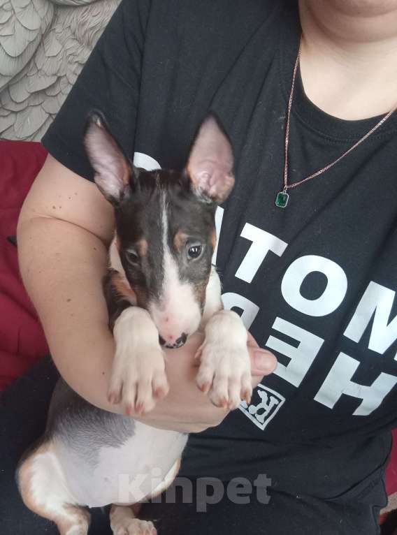 Собаки в других городах Московской области: Щенок Девочка, 70 000 руб. - фото 3