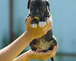 Собаки в Чехове: Щенки американского булли , 150 руб. - фото 3