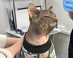 Кошки в Москве: Котик Тайсон ищет семью Мальчик, Бесплатно - фото 3
