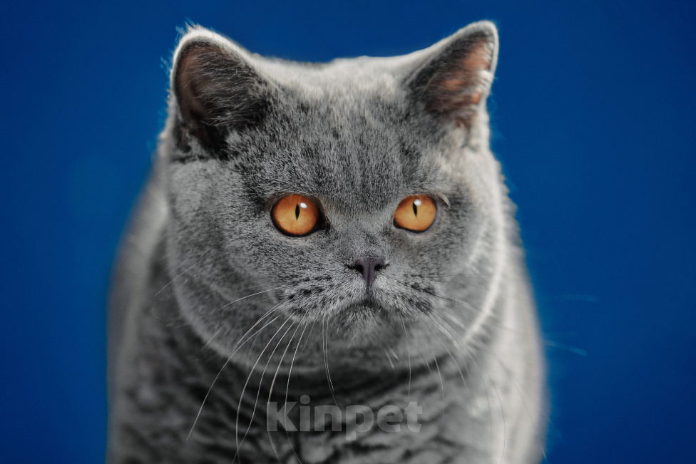 Кошки в Магнитогорске: Yesenia Marshmallow Девочка, 15 000 руб. - фото 4