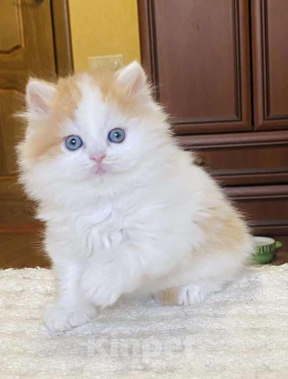 Кошки в Нижнем Новгороде: Котик к новогодним праздникам  Мальчик, 20 000 руб. - фото 4