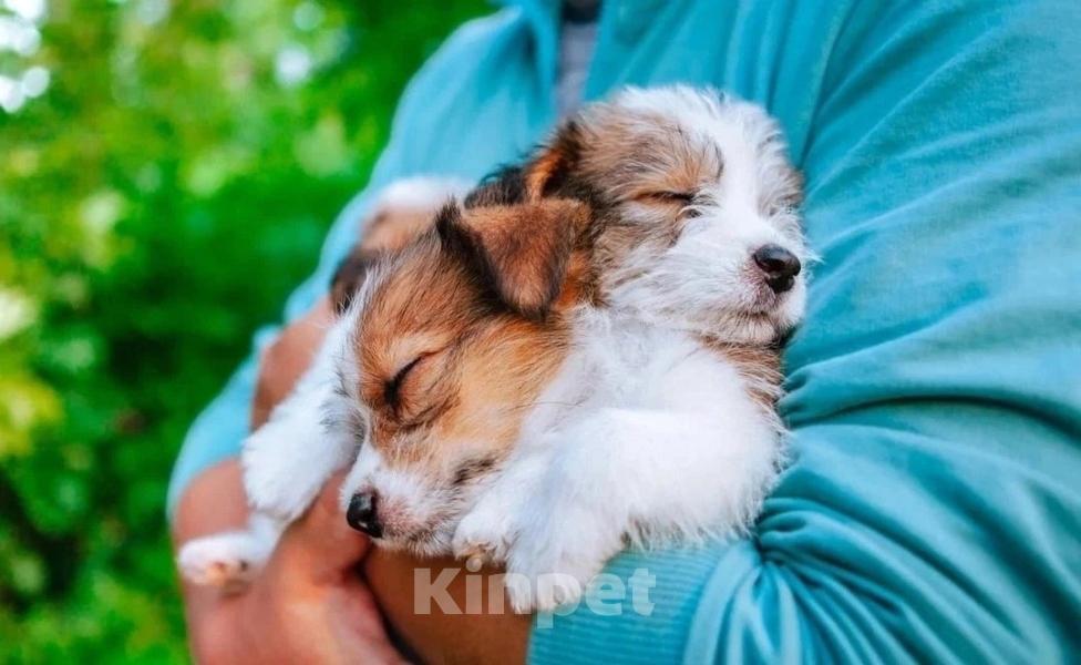 Собаки в Уфе: Щенок Джек Рассел терьер Девочка, Бесплатно - фото 1