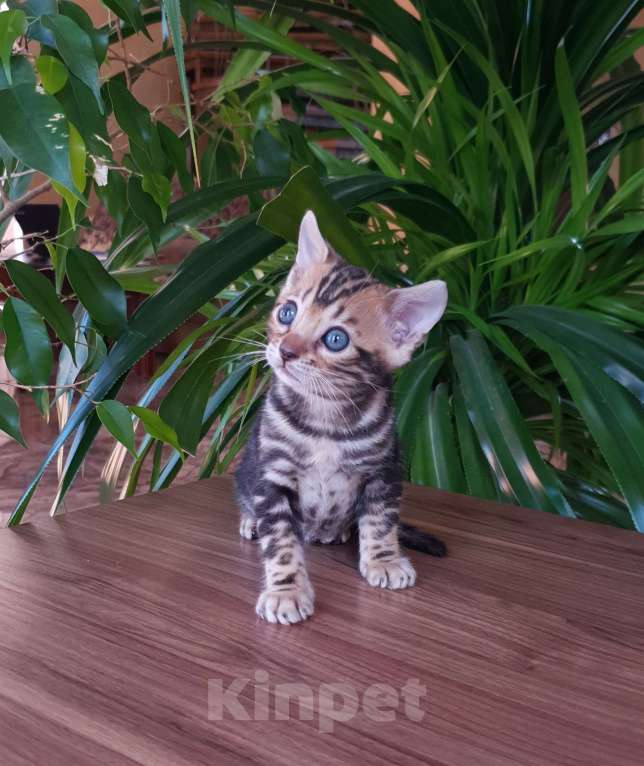 Кошки в Симферополе: Бенгальский мальчик  Мальчик, 25 000 руб. - фото 5