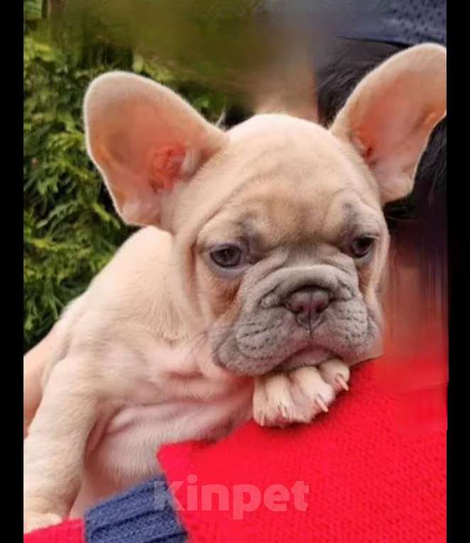 Собаки в Москве: Девочка, лиловопалевая Девочка, 55 000 руб. - фото 1