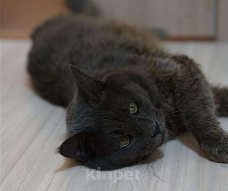 Кошки в Ливны: Мейн-кун как котенок, 2 руб. - фото 1