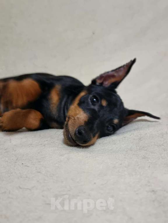 Собаки в Наро-Фоминске: Щенок цвергпинчер, кобель купированный Мальчик, 60 000 руб. - фото 2