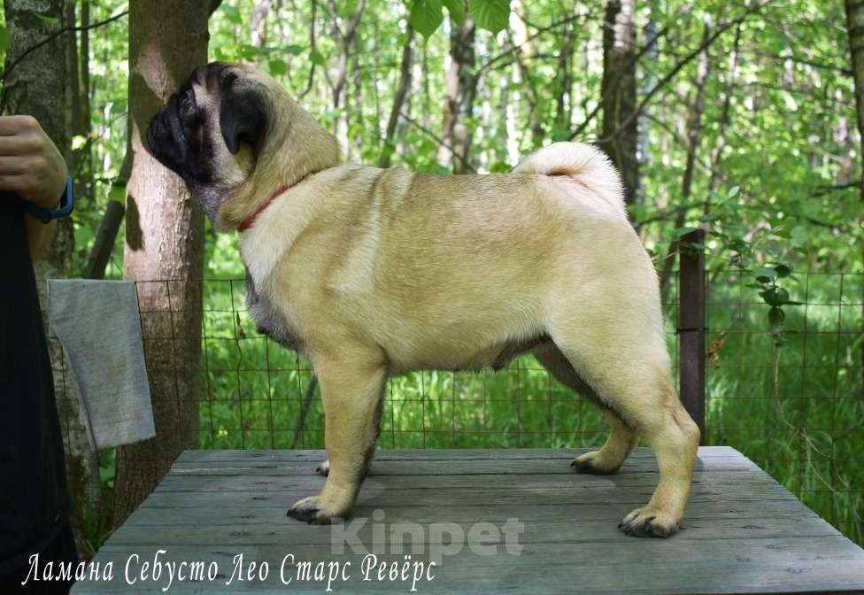 Собаки в Москве: Брутальный пирожок Мальчик, 100 000 руб. - фото 5