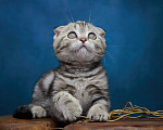Кошки в Барнауле: Котик-фолд Вилли🤎 Мальчик, Бесплатно - фото 2
