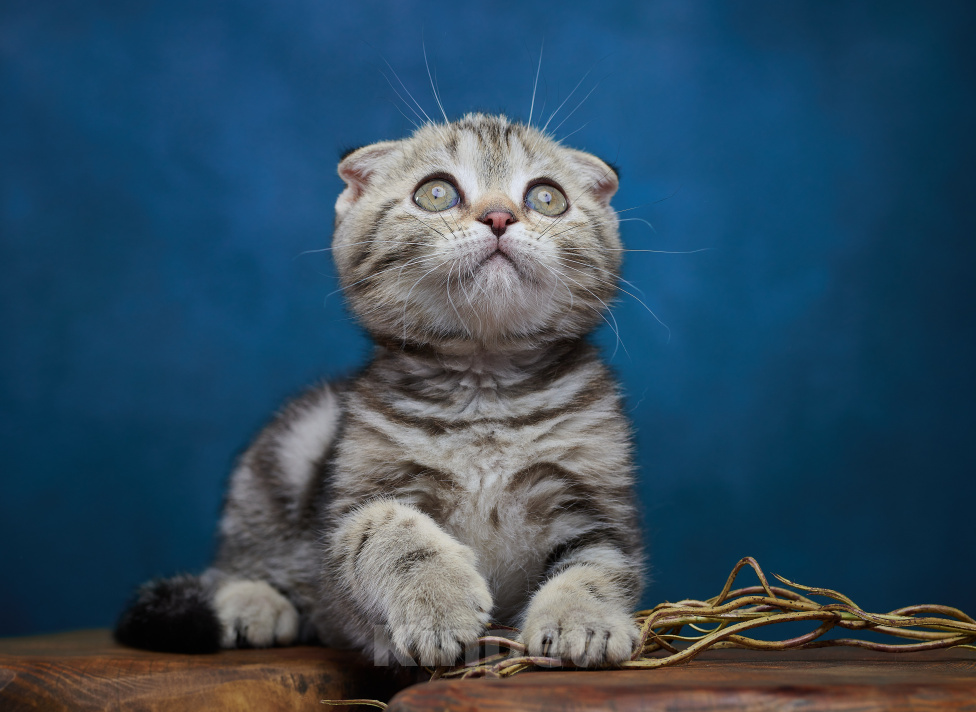 Кошки в Барнауле: Котик-фолд Вилли🤎 Мальчик, Бесплатно - фото 2