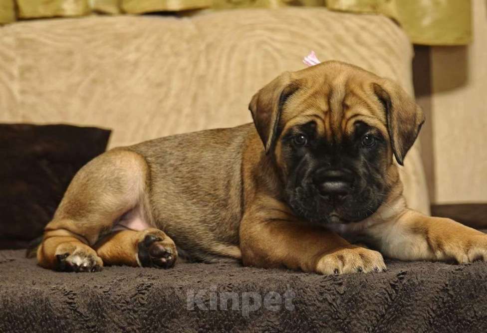 Собаки в Дедовске: Шикарные щенки от породных производителей, проверяных по потомству Девочка, 150 000 руб. - фото 5