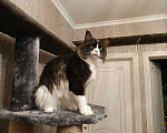 Кошки в Лобне: Вязка Мейн Кун Мальчик, 1 000 руб. - фото 3