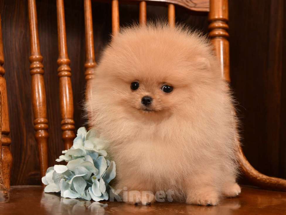 Собаки в Москве: Померанский карликовый шпиц мини мальчик Мальчик, 35 000 руб. - фото 2
