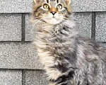 Кошки в Устюжне: Котята мейн кун Разнополые, Бесплатно - фото 1