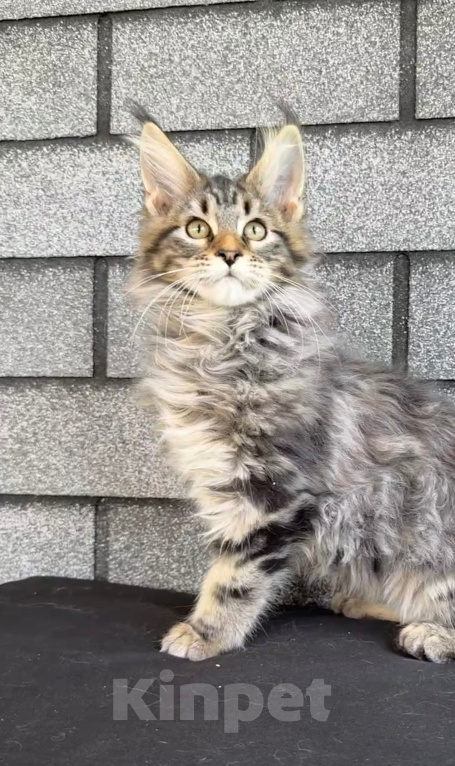 Кошки в Устюжне: Котята мейн кун Разнополые, Бесплатно - фото 1