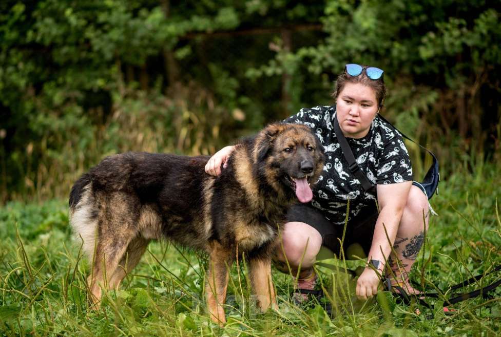 Собаки в Москве: Барни Мальчик, Бесплатно - фото 5