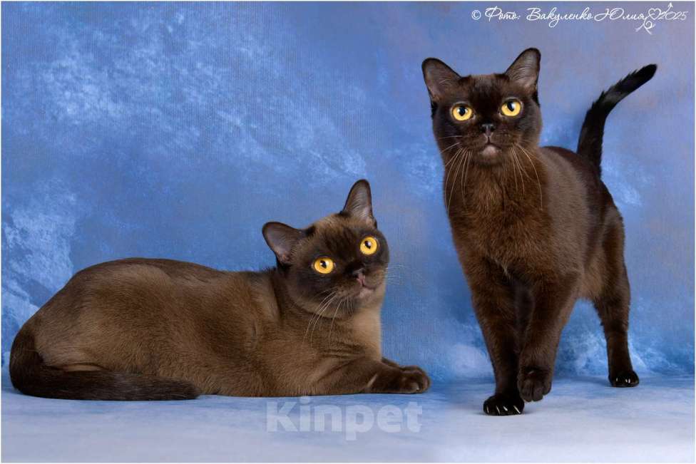 Кошки в Ростове-на-Дону: Американская Бурма котята Девочка, Бесплатно - фото 6