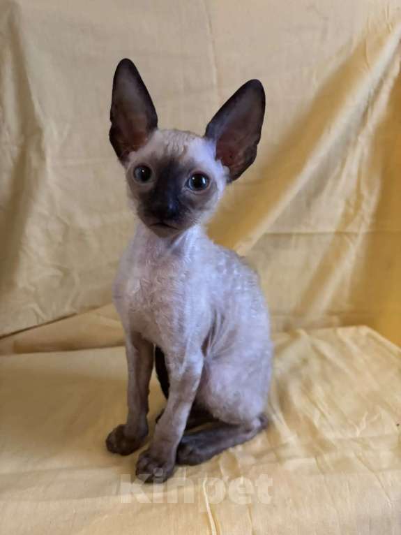 Кошки в Екатеринбурге: Кудрявые ушастики. Мальчик, 30 руб. - фото 2