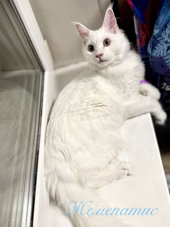 Кошки в Челябинске: Мейн-Кун Мальчик, 35 000 руб. - фото 1