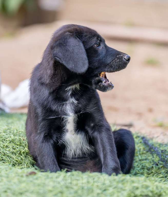 Собаки в Москве: Боря Мальчик, Бесплатно - фото 3