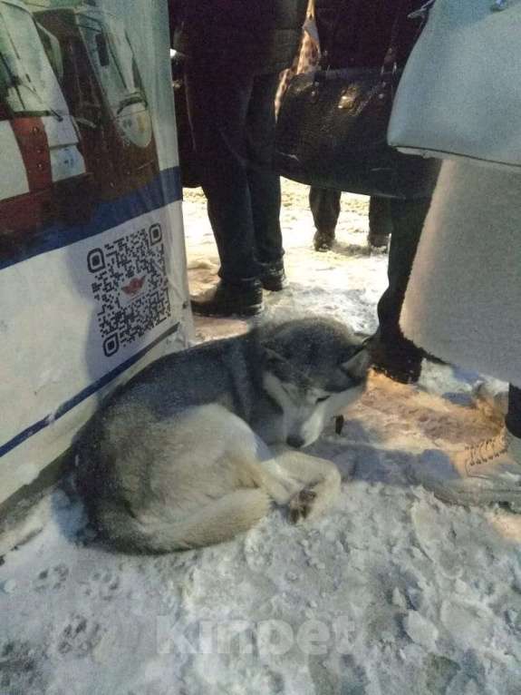 Собаки в Туле: Найдена собака Мальчик, 1 руб. - фото 1