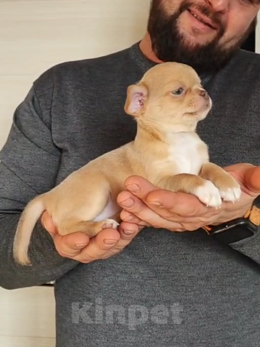 Собаки в Саратове: Шенок Чихуахуа девочка Девочка, 50 000 руб. - фото 1