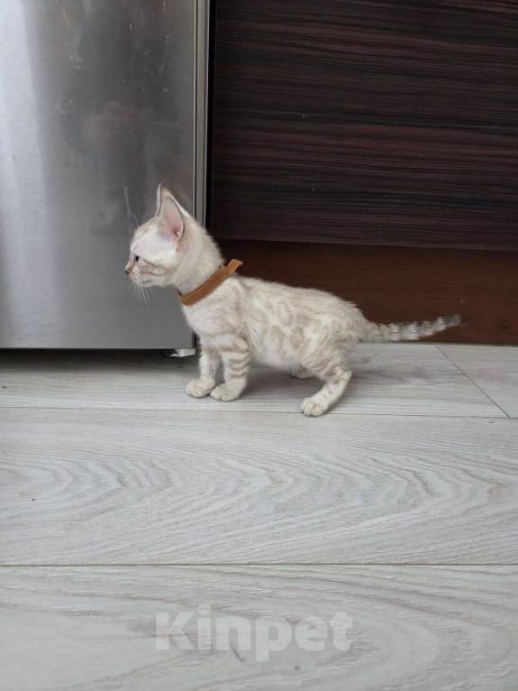 Кошки в Красногорске: Бенгальские малыши Девочка, 50 000 руб. - фото 6