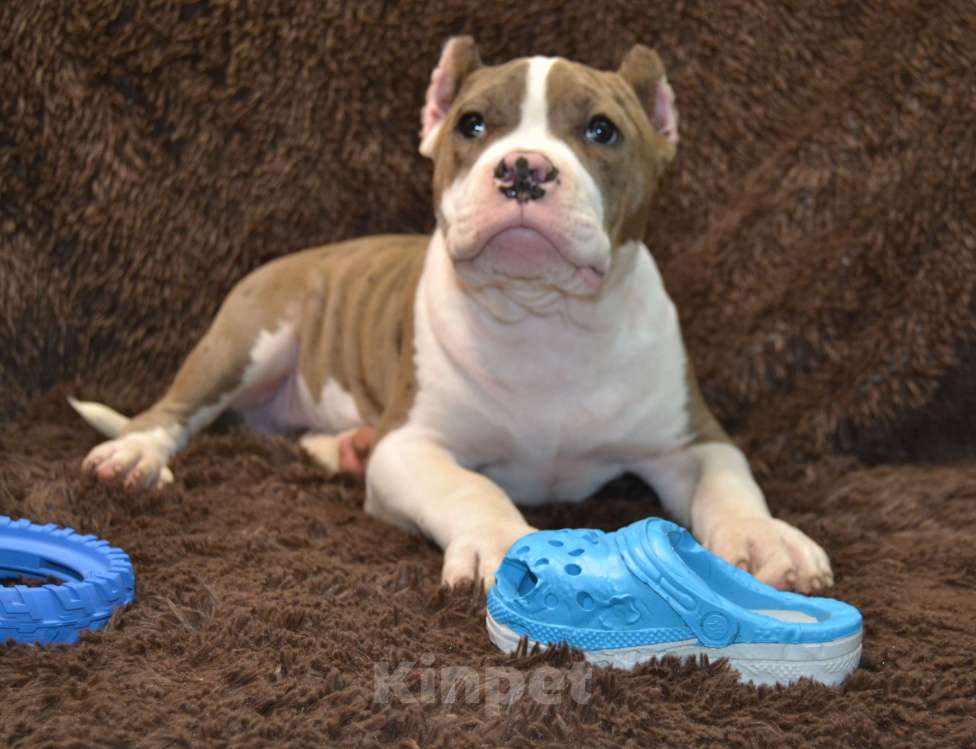 Собаки в других городах Московской области: Американский Булли XL Мальчик, 120 000 руб. - фото 2