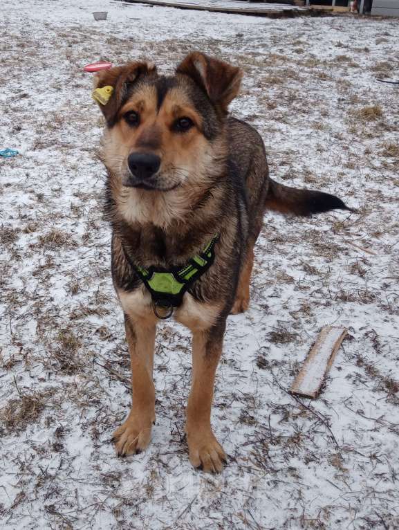 Собаки в Серпухове: Джерри.  Молодая собака для вольера. Девочка, Бесплатно - фото 6