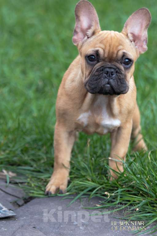 Собаки в Ртищево: Девочка французского бульдога Девочка, 40 000 руб. - фото 2