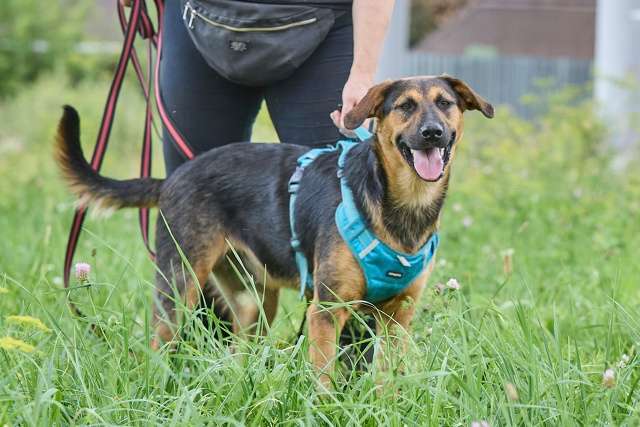 Собаки в Москве: Пелле - украл всю мамкину нежность Мальчик, Бесплатно - фото 6